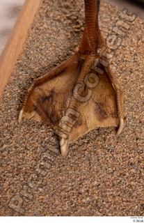 Greater white-fronted goose Anser albifrons foot 0005.jpg